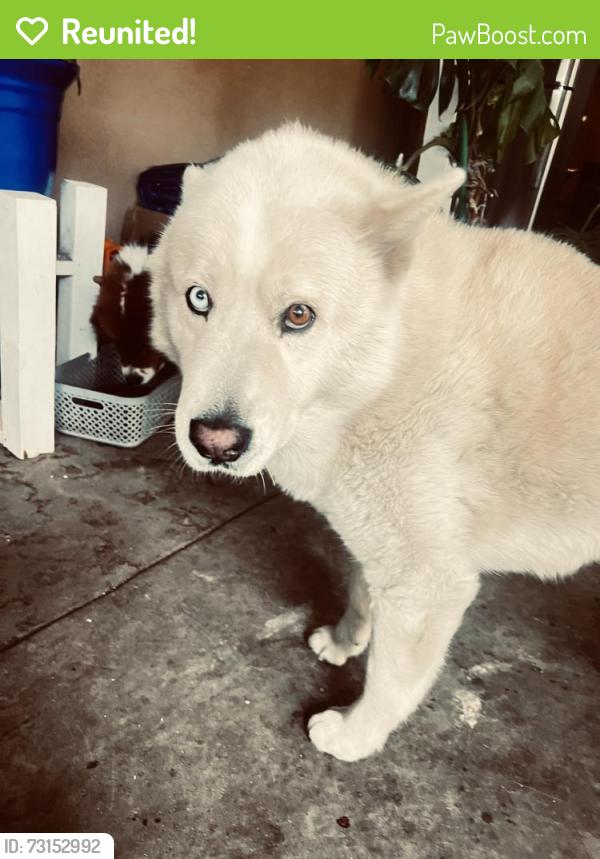Reunited Male Dog last seen Camellia drive x yucca san bernardino, San Bernardino, CA 92404