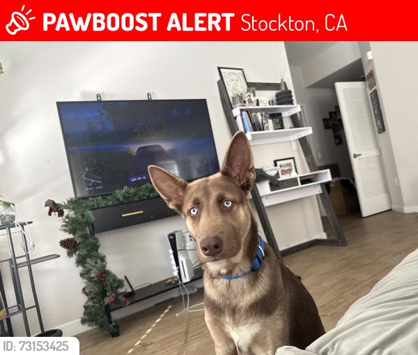 Lost Male Dog last seen Stonewood way, Stockton, CA 95209