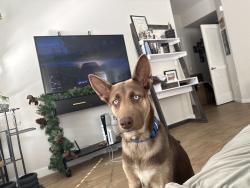 Lost Male Dog last seen Stonewood way, Stockton, CA 95209