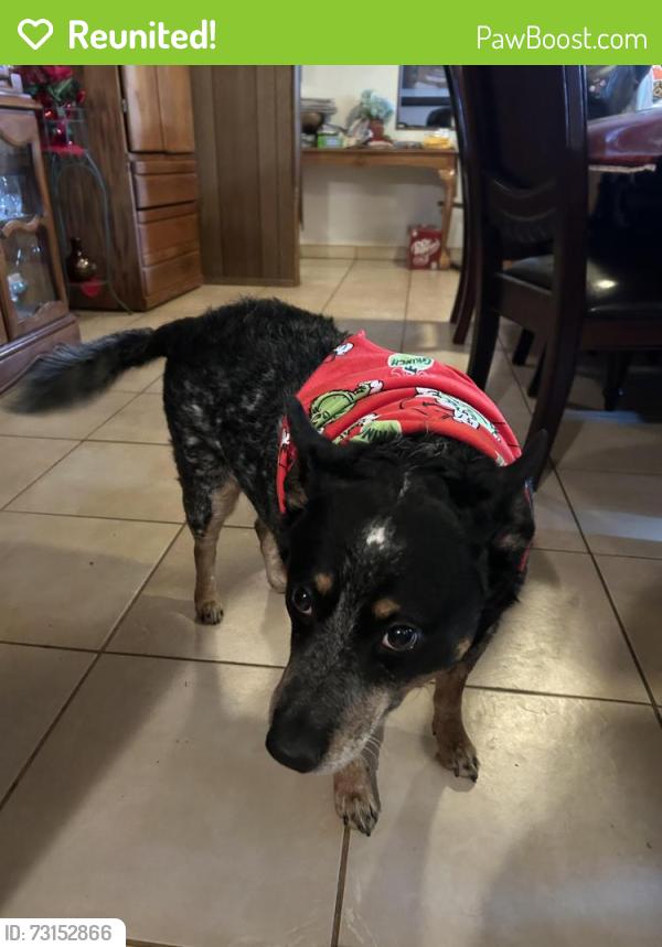 Reunited Male Dog last seen Monitor, S.H St, Pacheco, White Lane, Bakersfield, CA 93304