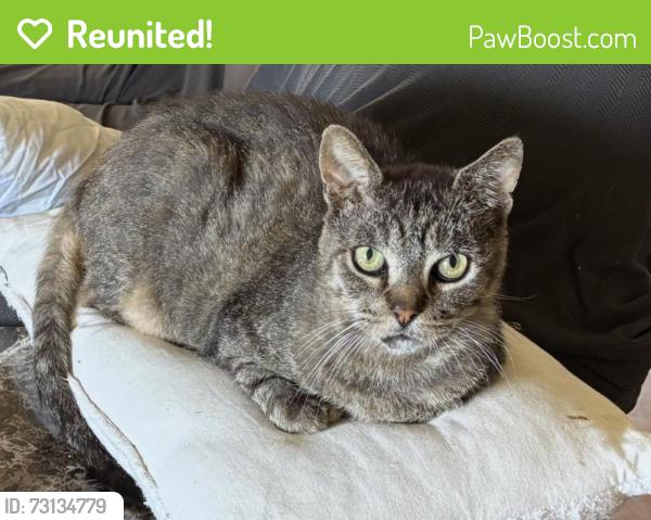 Reunited Male Cat last seen La Cuarta & Friends, Whittier, CA 90602