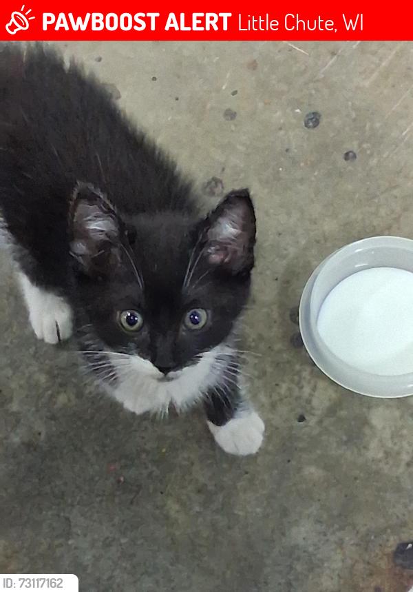 Lost Male Cat last seen Hwy 41 and Moasis Dr., Little Chute, WI 54140