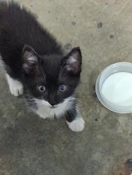 Lost Male Cat last seen Hwy 41 and Moasis Dr., Little Chute, WI 54140