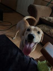 Lost Female Dog last seen Joe’s Diner by airport or farrows parkway, Myrtle Beach, SC 29577