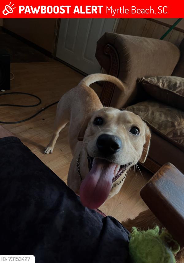 Lost Female Dog last seen Joe’s Diner by airport or farrows parkway, Myrtle Beach, SC 29577