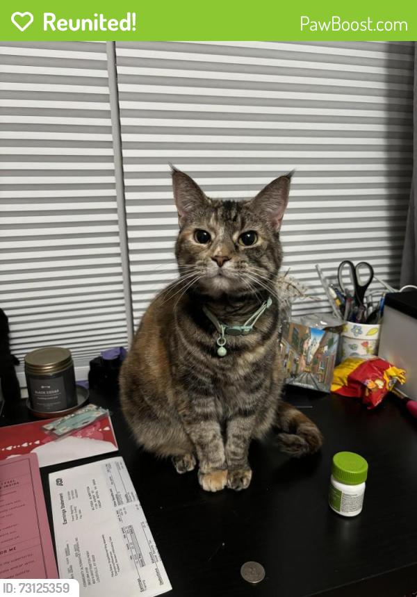 Reunited Female Cat last seen Warren County Middle School, Front Royal, VA 22630