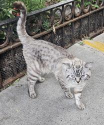 Found/Stray Male Cat last seen Vanderbilt Street BTW Prospect Park SW and Prospect Avenue, Brooklyn, NY 11218