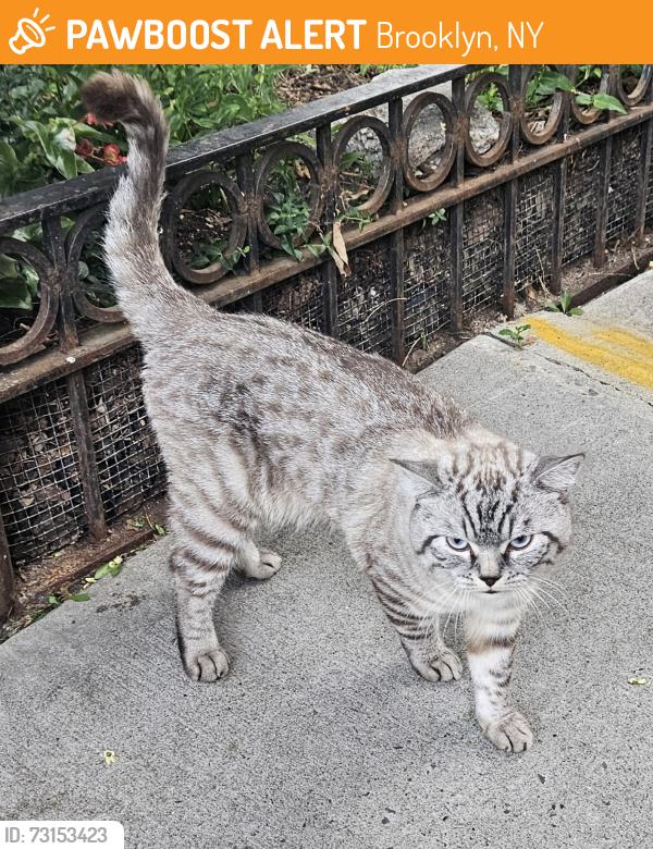 Found/Stray Male Cat last seen Vanderbilt Street BTW Prospect Park SW and Prospect Avenue, Brooklyn, NY 11218