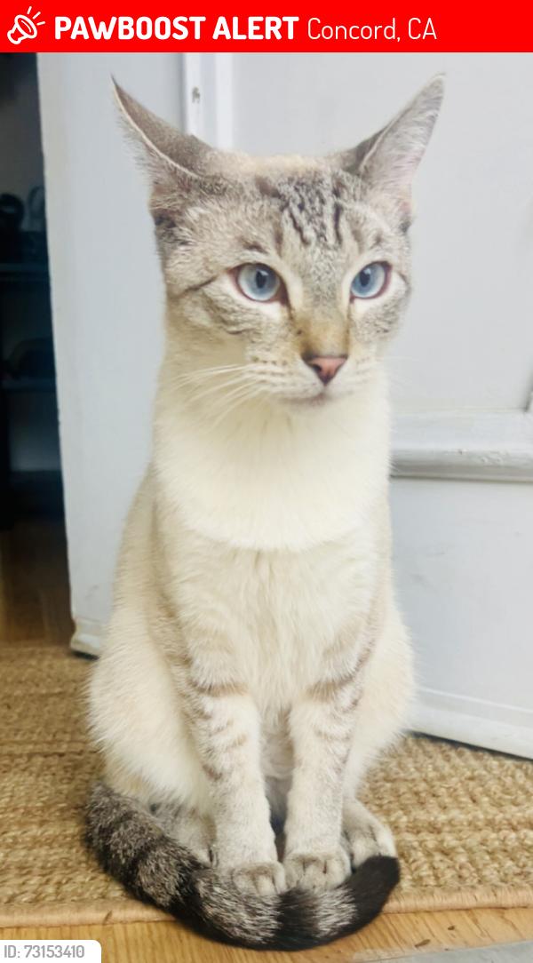 Lost Male Cat last seen Dana farms neighborhood, Concord, CA 94521