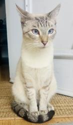 Lost Male Cat last seen Dana farms neighborhood, Concord, CA 94521