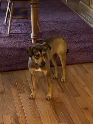 Found/Stray Male Dog last seen Doty Chapel Rd, Afton, TN 37616