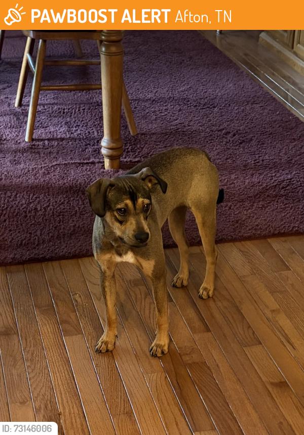 Found/Stray Male Dog last seen Doty Chapel Rd, Afton, TN 37616