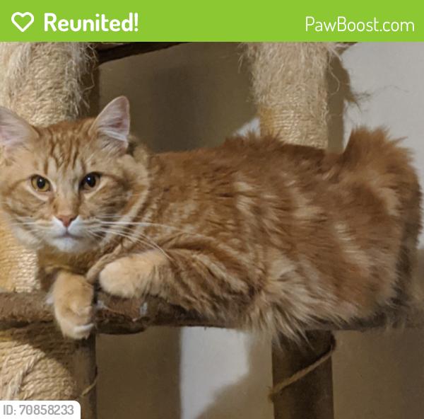 Reunited Male Cat last seen 98th Street, Albuquerque, NM 87121
