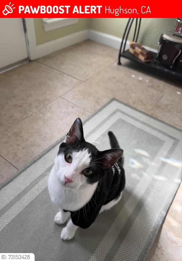 Lost Male Cat last seen Euclid Ave, Hughson, CA 95326