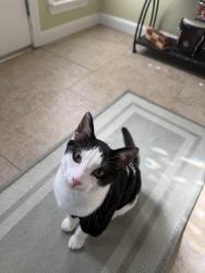 Lost Male Cat last seen Euclid Ave, Hughson, CA 95326