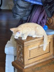 Reunited Male Cat last seen Murl and MacArthur, Irving, TX 75062