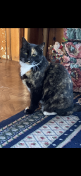 Reunited Female Cat last seen Fairfield St & Roosevelt Ave, Valley Stream, NY 11581