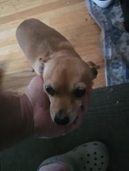 Reunited Female Dog last seen Glenhaven and Huntington, Portland, OR 97225