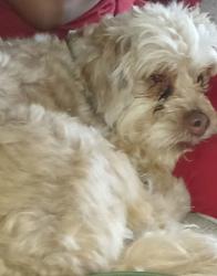 Reunited Male Dog last seen Kimes ave, Macomb, OK 74852
