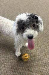 Reunited Female Dog last seen By fruit basket, Los Ranchos de Albuquerque, NM 87107