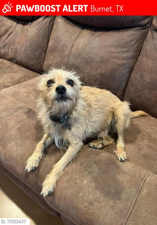 Lost Male Dog last seen Chaparral & Sunset Circle, Burnet, TX 78611