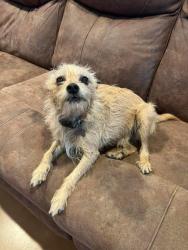 Lost Male Dog last seen Chaparral & Sunset Circle, Burnet, TX 78611