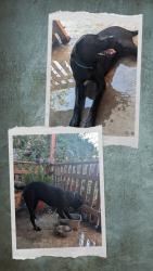 Found/Stray Male Dog last seen 21st & H st, Bakersfield, CA 93301