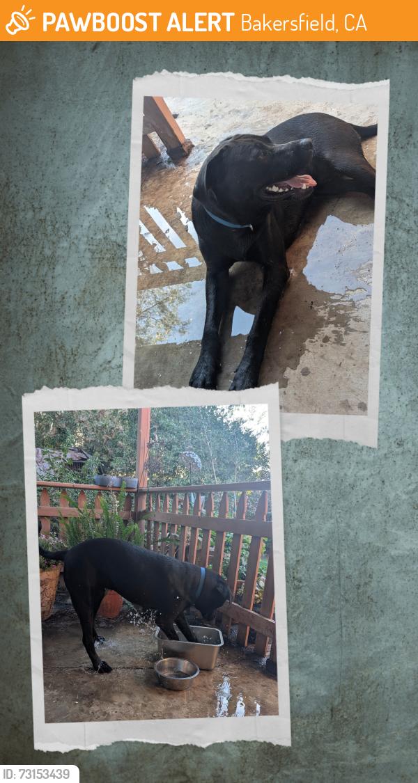Found/Stray Male Dog last seen 21st & H st, Bakersfield, CA 93301