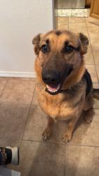 Reunited Female Dog last seen Eubank and Academy, Albuquerque, NM 87111
