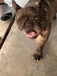 Found/Stray Female Dog last seen Sunshine park rorimer and trafalgar, South San Jose Hills, CA 91744