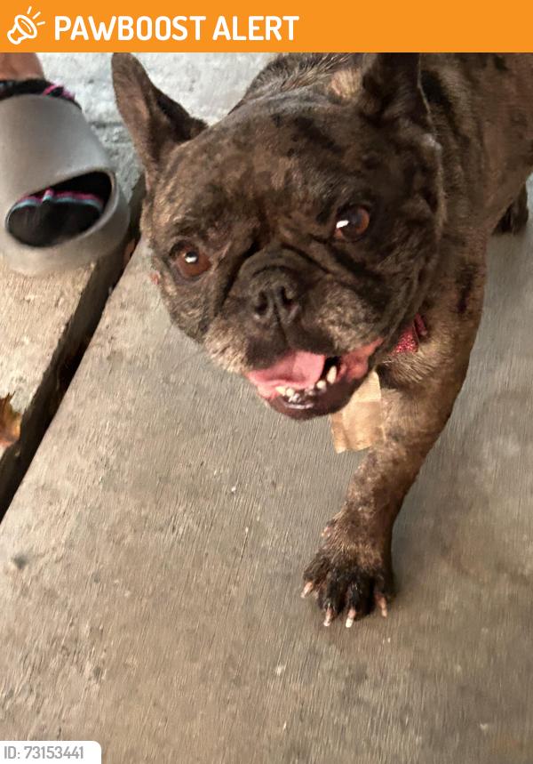 Found/Stray Female Dog last seen Sunshine park rorimer and trafalgar, South San Jose Hills, CA 91744