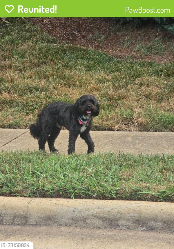 Reunited Male Dog last seen Socrates Academy, Simfield Church Rd, NC 28270