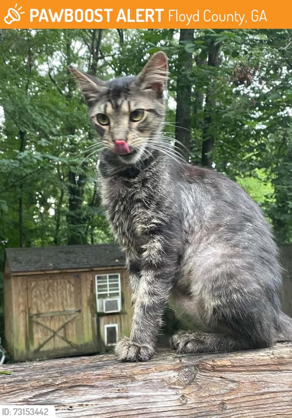 Found/Stray Female Cat last seen West Rome, Floyd County, GA 30165