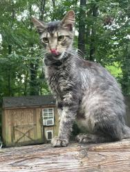 Found/Stray Female Cat last seen West Rome, Floyd County, GA 30165