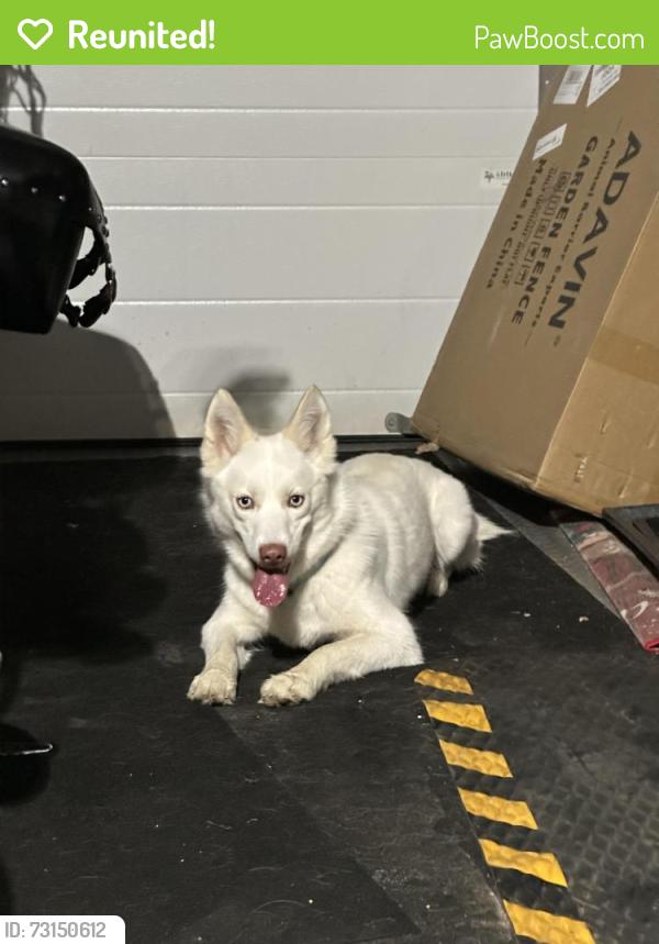 Reunited Female Dog last seen Savaryn drive sw, Edmonton, AB 