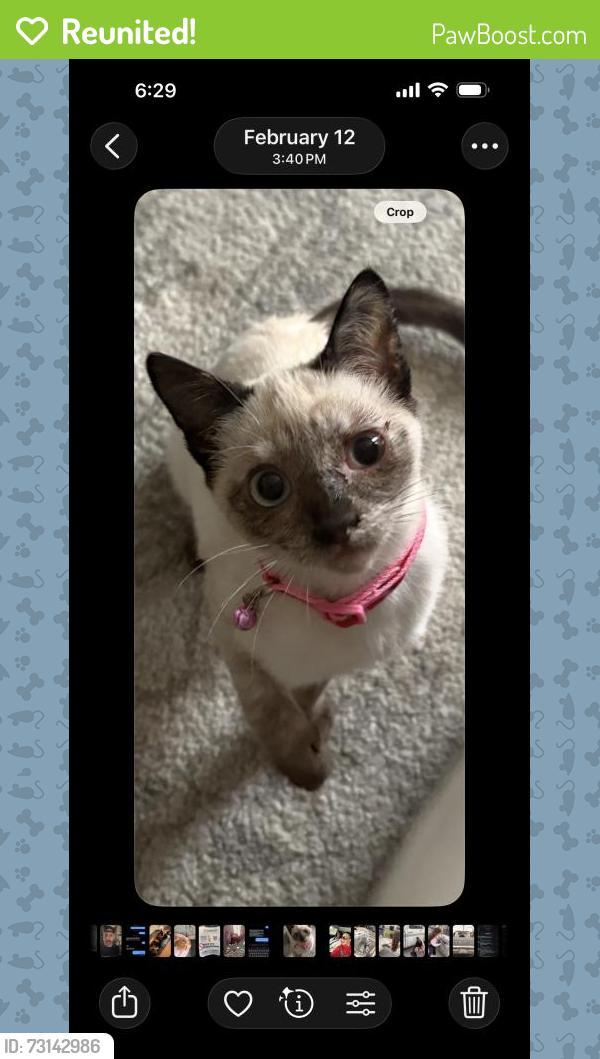 Reunited Female Cat last seen Near 140th Ave, San Leandro, CA 94578, USA, San Leandro, CA 94578