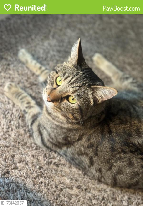 Reunited Male Cat last seen Frisbie park and valley junction, Des Moines, IA 50312
