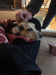 Reunited Female Dog last seen Near Lombard Street, San Francisco, CA 94133