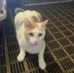 Reunited Male Cat last seen Pointe Grand apmts Jacksonville West, Jacksonville, FL 32210