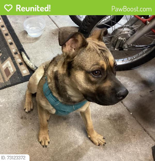 Reunited Male Dog last seen Pecos and elmwood, Denver, CO 80221