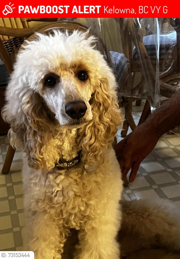 Lost Female Dog last seen Bosleys pet store, Kelowna, BC V1Y 4G1