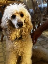 Lost Female Dog last seen Bosleys pet store, Kelowna, BC V1Y 4G1