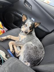 Reunited Female Dog last seen Rio Grande Blvd, Los Ranchos de Albuquerque, NM 87107