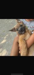 Reunited Male Dog last seen Near NW 172nd Terrace, Miami Gardens, FL 33056, USA, Miami Gardens, FL 33056