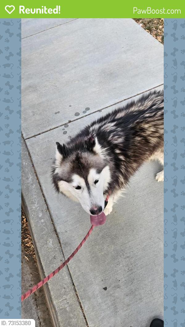 Reunited Unknown Dog last seen Gypsum st and lazurite st, Menifee, CA 92584