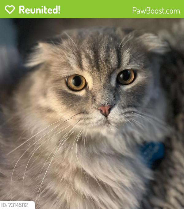 Reunited Male Cat last seen Pleasant Hill Library, Pleasant Hill, CA 94523