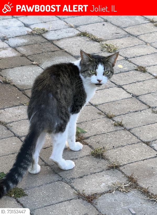 Lost Female Cat last seen Ingalls Park neighborhood, Joliet, IL 60433