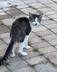Lost Female Cat last seen Ingalls Park neighborhood, Joliet, IL 60433