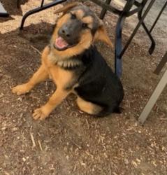 Lost Female Dog last seen cherry valley california, Cherry Valley, CA 92223
