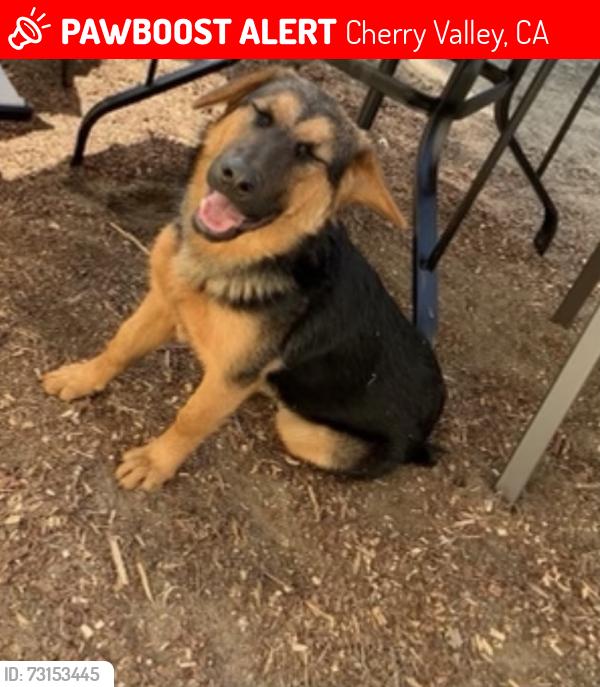 Lost Female Dog last seen cherry valley california, Cherry Valley, CA 92223